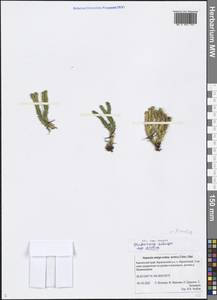 Huperzia selago subsp. appressa (La Pylaie ex Desv.) D. Löve, Сибирь, Чукотка и Камчатка (S7) (Россия)