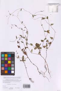 Гречишка вьюнковая (L.) Á.Löve, Восточная Европа, Московская область и Москва (E4a) (Россия)