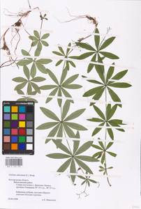 Подмаренник душистый (L.) Scop., Восточная Европа, Центральный лесостепной район (E6) (Россия)