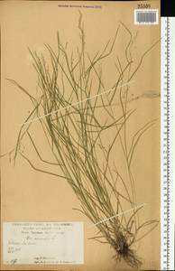 Мятлик дубравный L., Восточная Европа, Центральный лесостепной район (E6) (Россия)