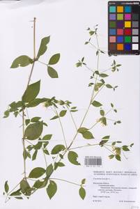 Волдырник ягодный (L.) Durande, Восточная Европа, Центральный район (E4) (Россия)