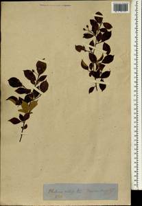 Pourthiaea villosa (Thunb.) Decne., Зарубежная Азия (ASIA) (Япония)