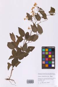 Ломонос маньчжурский (Rupr.) Ohwi, Сибирь, Дальний Восток (S6) (Россия)