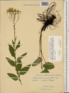 Caucasalia parviflora (M. Bieb.) B. Nord., Кавказ, Северная Осетия, Ингушетия и Чечня (K1c) (Россия)