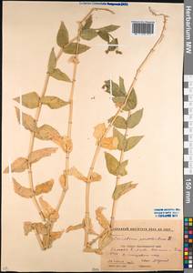 Dichodon perfoliatum (L.) Á. Löve & D. Löve, Кавказ, Краснодарский край и Адыгея (K1a) (Россия)