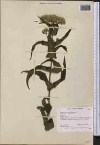 Eupatorium perfoliatum L., Америка (AMER) (Канада)