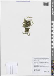 Плаунок плаунковидный (L.) P.Beauv. ex Mart. & Schrank, Сибирь, Прибайкалье и Забайкалье (S4) (Россия)