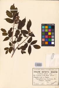 Бузина красная, Бузина кистевидная L., Сибирь, Западная Сибирь (S1) (Россия)