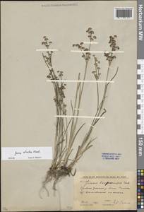 Ситник черный Krock., Восточная Европа, Ростовская область (E12a) (Россия)