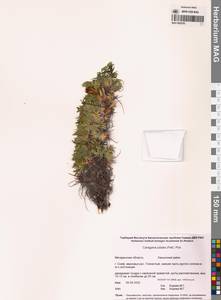 Карагана гривастая, Верблюжий хвост (Pall.) Poir., Сибирь, Чукотка и Камчатка (S7) (Россия)