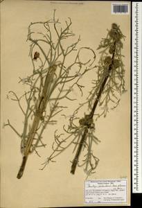 Ferulago carduchorum Boiss. & Hausskn., Зарубежная Азия (ASIA) (Иран)
