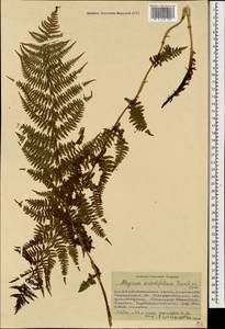 Pseudathyrium alpestre subsp. alpestre, Кавказ, Ставропольский край, Карачаево-Черкесия, Кабардино-Балкария (K1b) (Россия)