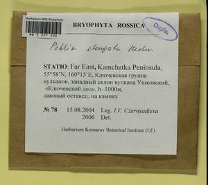 Pohlia elongata Hedw., Гербарий мохообразных, Мхи - Чукотка и Камчатка (B21) (Россия)