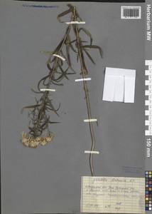 Солонечник даурский DC., Сибирь, Прибайкалье и Забайкалье (S4) (Россия)