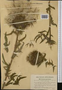 Cirsium spathulatum (Moretti) Gaudin, Западная Европа (EUR) (Румыния)