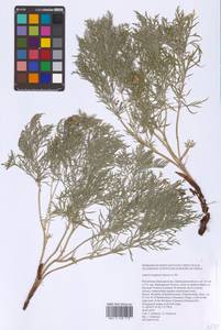 Горицвет волжский, Адонис волжский DC., Восточная Европа, Восточный район (E10) (Россия)