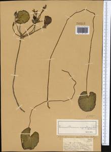 Болотоцветник щитковый (S. G. Gmel.) Kuntze, Средняя Азия и Казахстан, Муюнкумы, Прибалхашье и Бетпак-Дала (M9) (Казахстан)