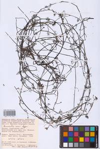 Лютик Риона, Шелковник Риона Lagger, Восточная Европа, Нижневолжский район (E9) (Россия)