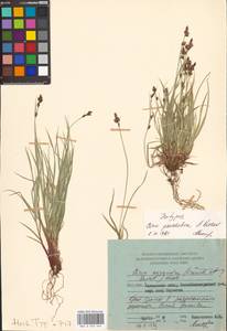 Осока паужетская (A.E.Kozhevn.) A.E.Kozhevn., Сибирь, Чукотка и Камчатка (S7) (Россия)