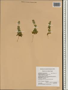 Sideritis romana subsp. curvidens (Stapf) Holmboe, Зарубежная Азия (ASIA) (Кипр)