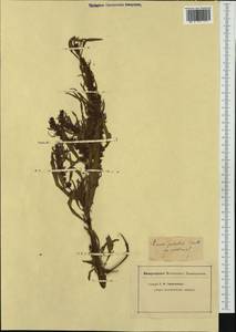 Rumex palustris Sm., Западная Европа (EUR) (Неизвестно)