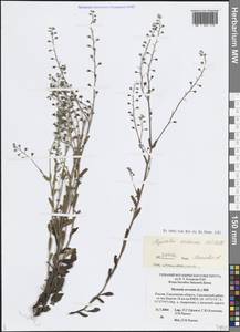 Незабудка полевая (L.) Hill, Восточная Европа, Западный район (E3) (Россия)