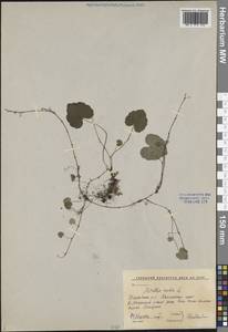 Мителла голая L., Сибирь, Дальний Восток (S6) (Россия)