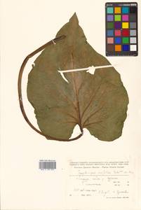 Связноплодник почколистный Schott ex Tzvelev, Сибирь, Дальний Восток (S6) (Россия)