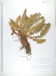 Щитовник пахучий (L.) Schott, Сибирь, Дальний Восток (S6) (Россия)