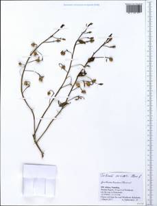 Talinum arnotii Hook. fil., Африка (AFR) (Намибия)