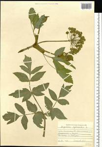 Дудник лесной L., Сибирь, Алтай и Саяны (S2) (Россия)