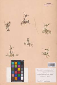 Sporobolus schoenoides (L.) P.M.Peterson, Восточная Европа, Северо-Украинский район (E11) (Украина)