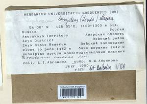 Lophoziopsis longidens (Lindb.) Konstant. & Vilnet, Гербарий мохообразных, Мхи - Дальний Восток (без Чукотки и Камчатки) (B20) (Россия)