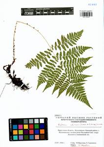 Диплазиум сибирский (Turcz. ex Kunze) Sa.Kurata, Сибирь, Прибайкалье и Забайкалье (S4) (Россия)