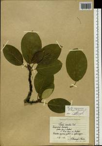 Populus suaveolens subsp. maximowiczii (A. Henry) Tatew., Сибирь, Чукотка и Камчатка (S7) (Россия)