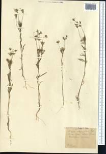 Komaroffia integrifolia (Regel) A. L. Pereira, Средняя Азия и Казахстан, Муюнкумы, Прибалхашье и Бетпак-Дала (M9) (Казахстан)
