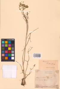 Cenolophium fischeri (Spreng.) W. D. J. Koch, Восточная Европа, Средневолжский район (E8) (Россия)