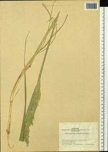 Вейник наземный (L.) Roth, Сибирь, Западная Сибирь (S1) (Россия)