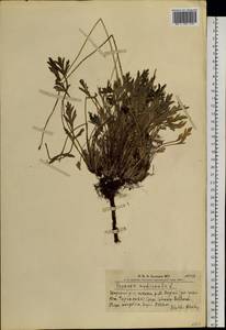 Oreomecon nudicaulis subsp. nudicaulis, Сибирь, Алтай и Саяны (S2) (Россия)
