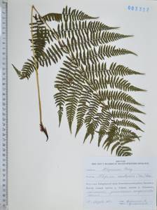 Кочедыжник Мономаха (Kom.) Kom., Сибирь, Дальний Восток (S6) (Россия)