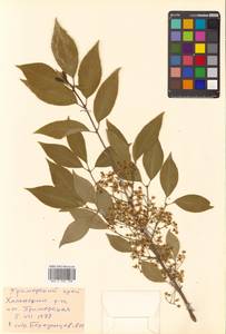 Бересклет Маака Rupr., Сибирь, Дальний Восток (S6) (Россия)