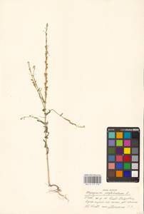 Полевка пронзеннолистная L., Восточная Европа, Северо-Украинский район (E11) (Украина)