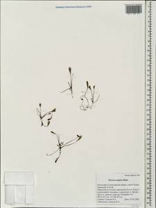 Drosera ×anglica Huds., Монголия (MONG) (Монголия)