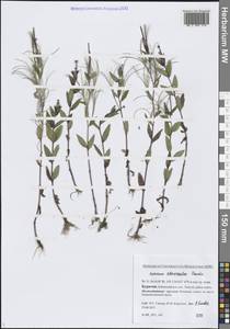 Кипрей реснитчатый, Сибирь, Прибайкалье и Забайкалье (S4) (Россия)