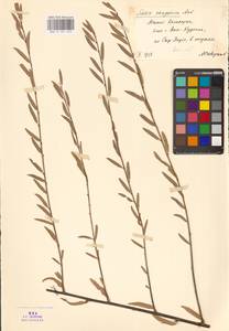 Ива джунгарская Andersson, Средняя Азия и Казахстан, Сырдарьинские пустыни и Кызылкумы (M7) (Казахстан)