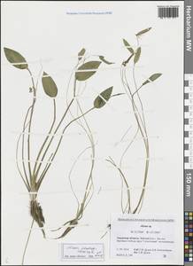 Частуха подорожниковая L., Сибирь, Дальний Восток (S6) (Россия)