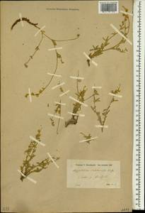 Argyrolobium crotalarioides Jaub. & Spach, Зарубежная Азия (ASIA) (Турция)