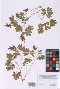 Хохлатка промежуточная, Хохлатка средняя (L.) Mérat, Восточная Европа, Московская область и Москва (E4a) (Россия)