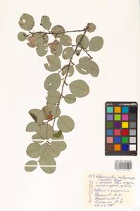 Кизильник рыхлоцветковый (J.Jacq.) Lindl., Восточная Европа, Восточный район (E10) (Россия)