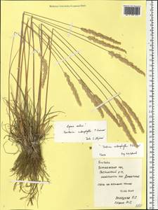 Koeleria macrantha subsp. macrantha, Восточная Европа, Центральный лесостепной район (E6) (Россия)